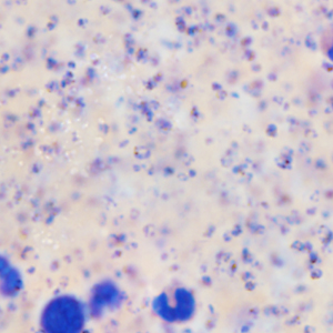 September - 2015 - Case #403