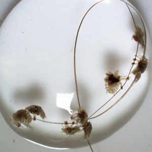 November - 2015 - Case #408