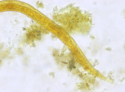 Case450_C parasitic image