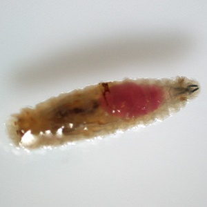 Case451_A Case Study Image