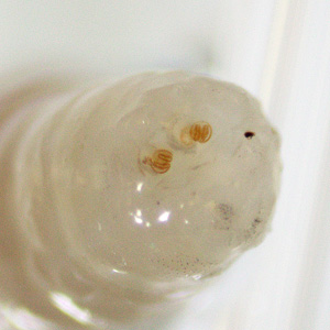 Case451_D Case Study Image