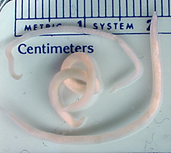 Case455_A Parasitic image