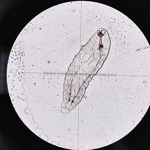 Case476_A parasitic image
