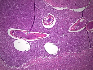 Case479_A parasitic image