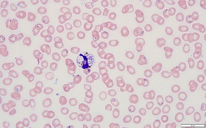 Case480_C parasitic image