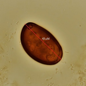 Case482_D Parasitic Image