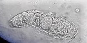 Case486_C Parasitic image