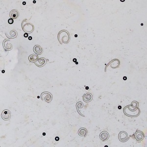 JANUARY - 2020 - CASE #508 parasitic image