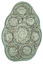 parasite eggs in stool