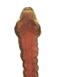 Dipylidium caninum scolex