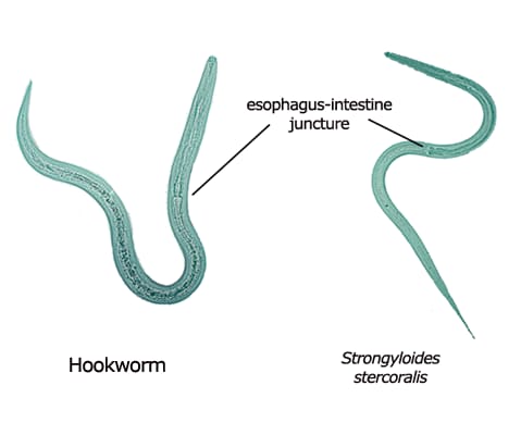 Filariform larvae of Strongyloides and hookworm