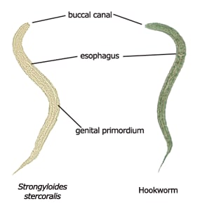Rhabditoid larvae of Strongyloides and hookworm