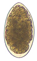 Trichostrongylus egg