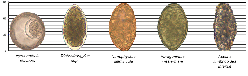 Parasite Egg Chart