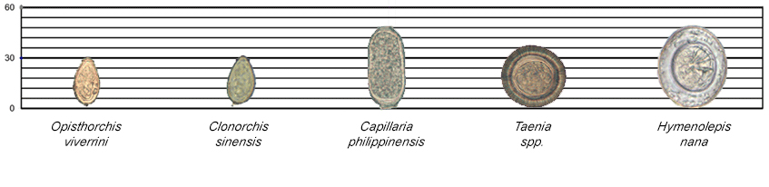 Images of Opisthorchis viverrini, Clonorchis sinensis, Capillaria philippinensis, Taenia spp. and Hymenolepis nana along a scale for reference.