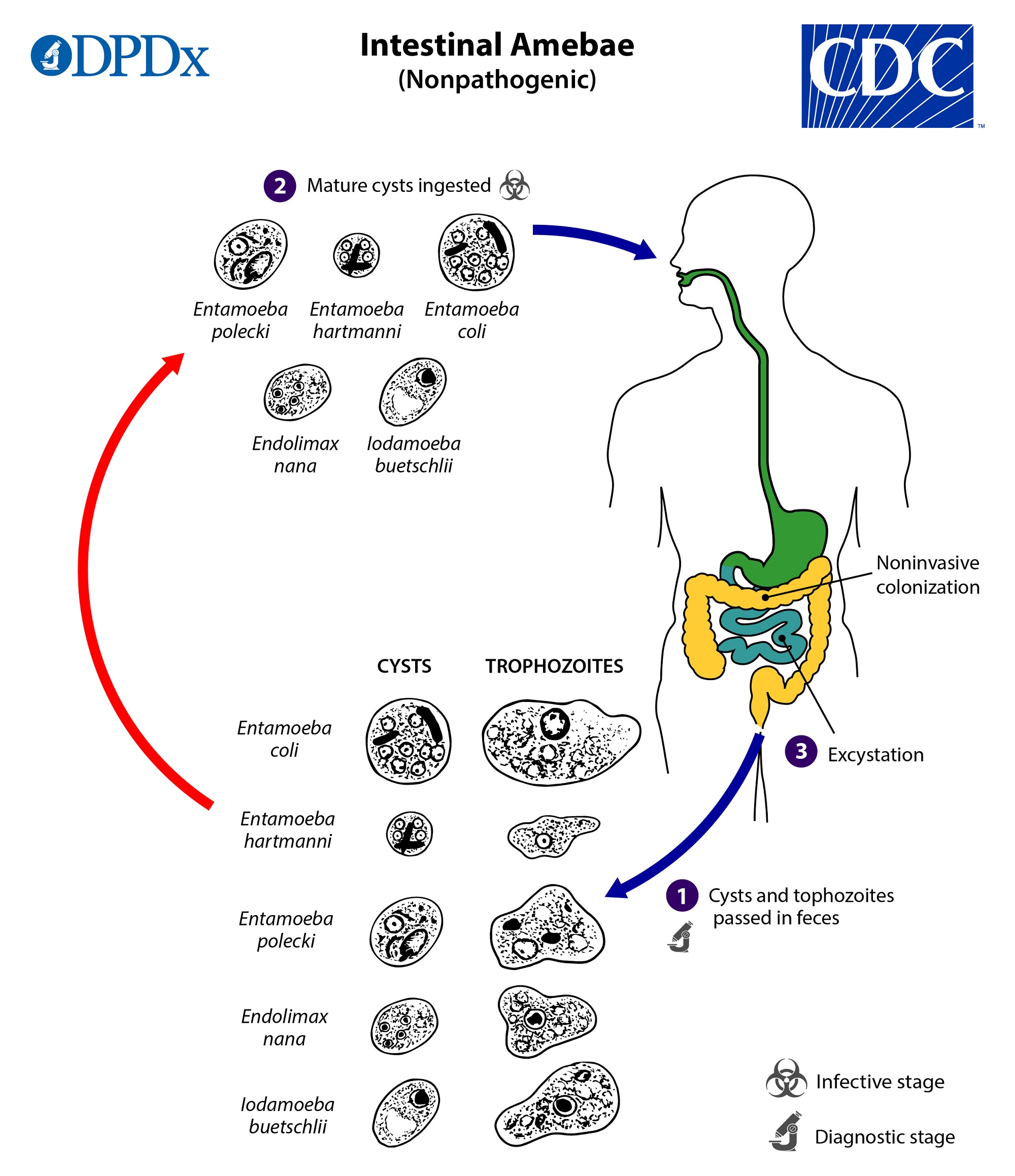 Enterobiosis mintavétel Kenet vétele az enterobiasis algoritmus számára