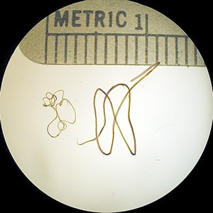 Figure A: Adults of <em>W. bancrofti</em>. The male worm is on the left; the female is on the right.
