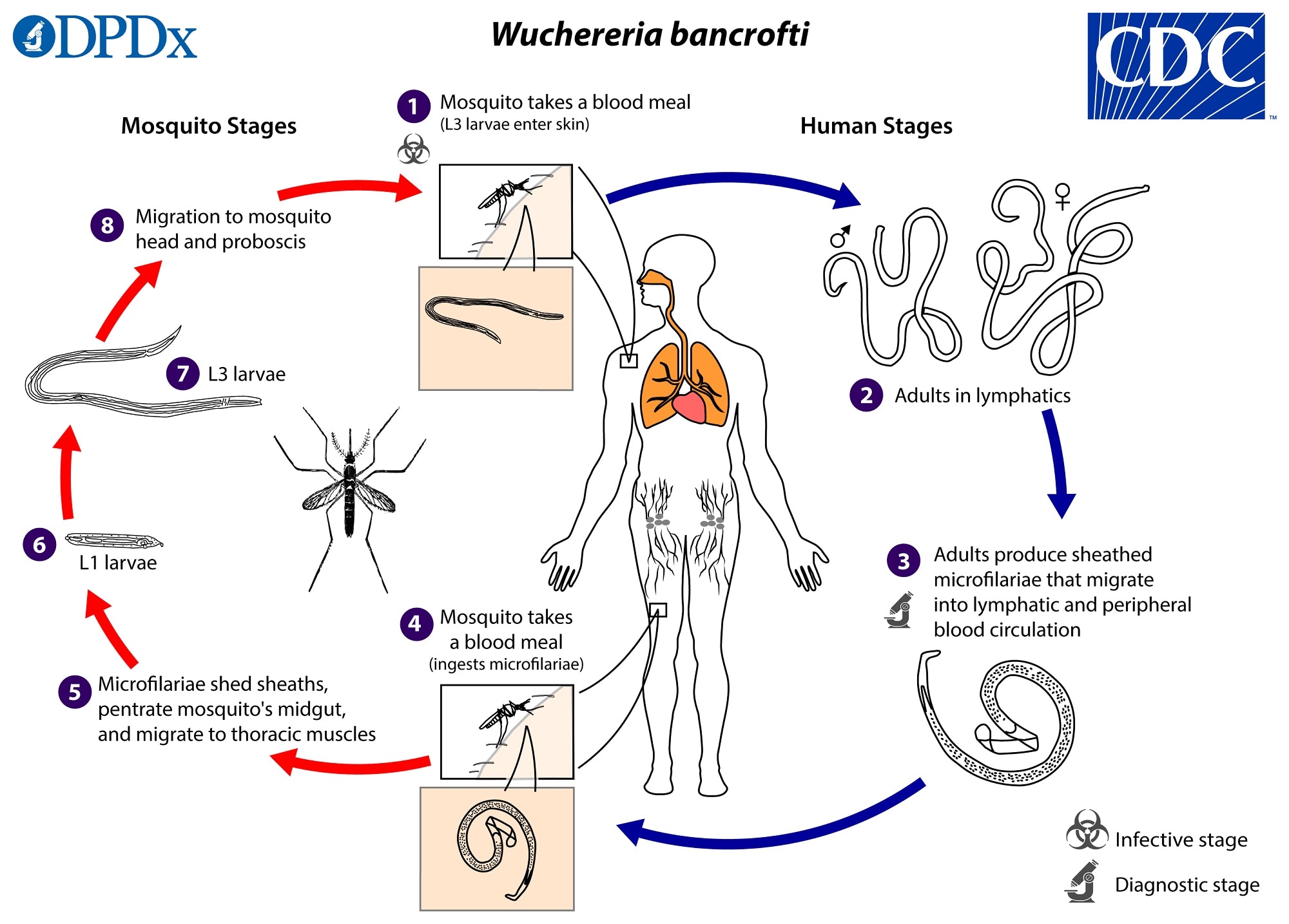 Elephantiasis parazita - Baktérium, vírus, parazita - mi a különbség? Paraziták és elephantiasis