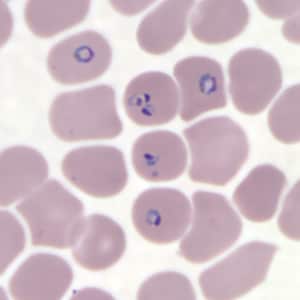 Plasmodium malária ciklus