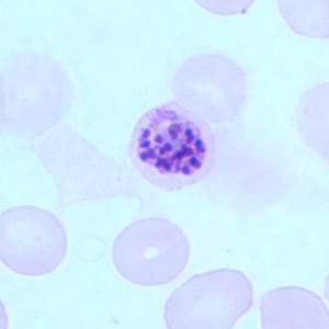A malária plazmodium eritrocitikus szkizogóniájának stádiumai