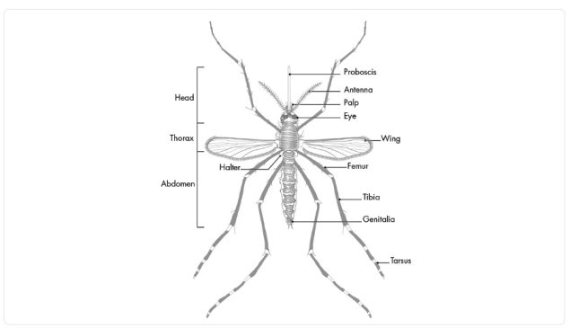 Diagram-Female-Adult-Mosquito Diagram of Adult Female Mosquito