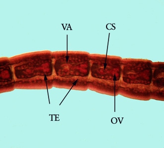 Figure D: Mature proglottids of <em>Mesocestoides</em> sp. stained with carmine. Shown in this specimen are the vagina (VA), cirrus sac (CS), bilobed ovary (OV) and numerous testes (TE). 