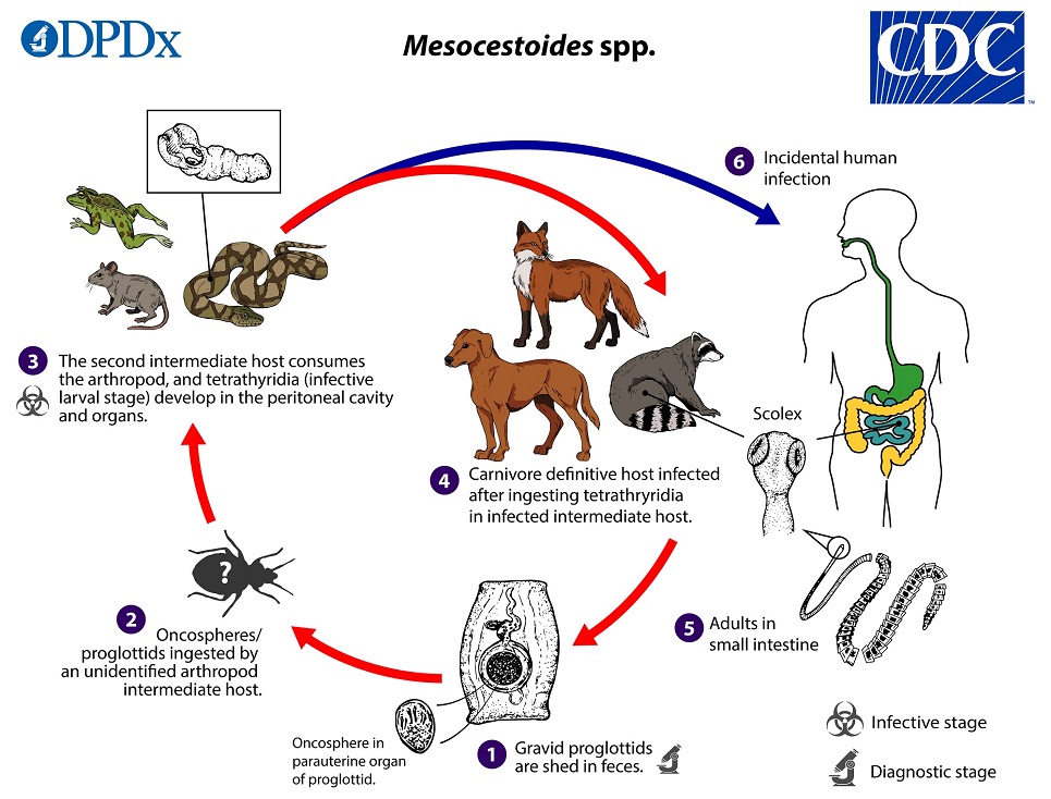 Mesocesoides_LifeCycle_19 lifecycle