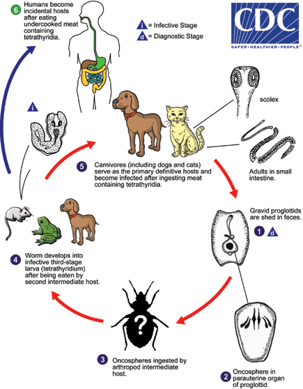 mesocestoides_lifecycle_web.gif#s-435,558