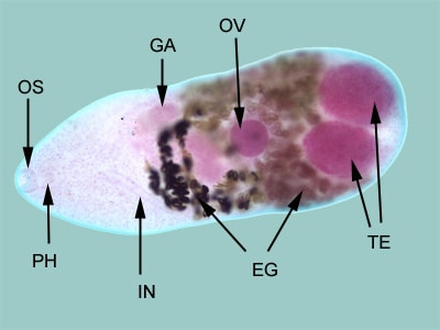 Figure A: Adult <em>M. yokogawai</em>, stained with carmine. In this figure, the following structures are labeled: oral sucker (OS), pharynx (PH), intestine (IN), genitoacetabulum (GA), ovary (OV), the large, paired testes (TE), and eggs within the uterus (EG). 