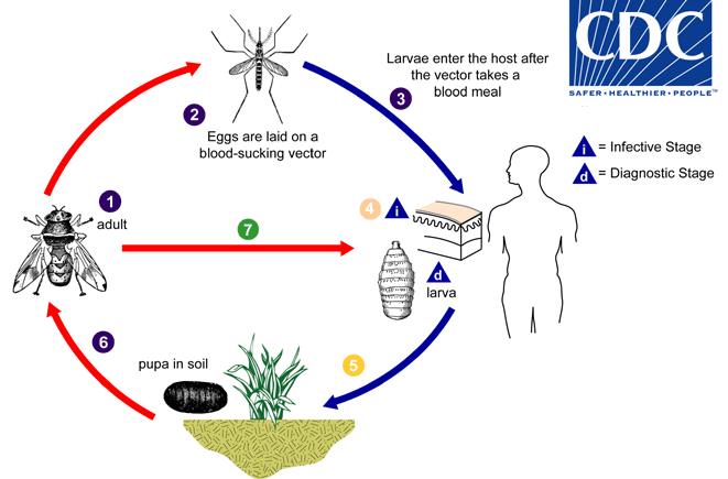 What are the treatment options for a human botfly infestation?