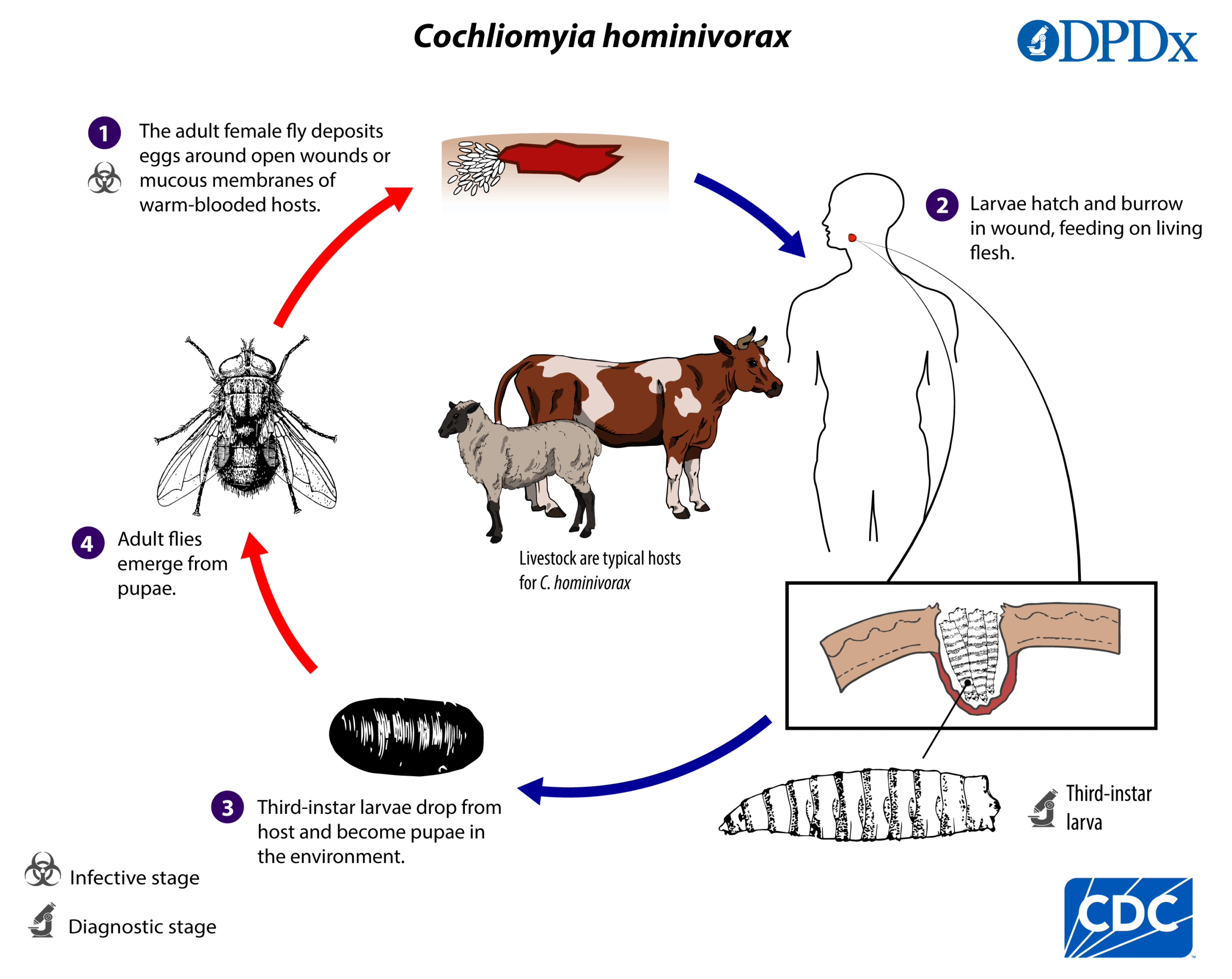 NWS_LifeCycle_2024-hires Cochliomyia hominivorax life cycle