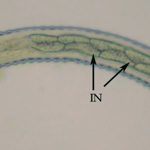 Figure C: Mid-section of the specimen in Figures A and B. Notice the alternating triangular-shaped intestinal cells (IN).