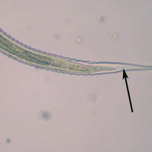 Figure D: Tail-end of the specimen in Figures A-C. Notice the long tail space (arrow) and long, tapering tail sheath. 