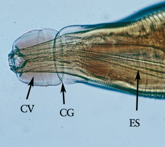 Figure B: Higher magnification of the anterior end of the specimen in Figure A. Note the presence of the cephalic vesicle (CV), cephalic groove (CG) and esophagus (ES).