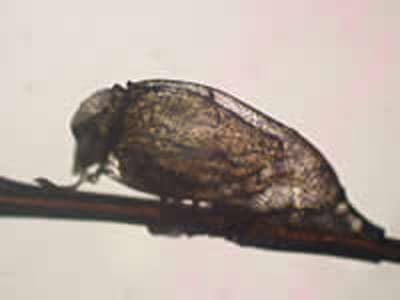 Figure A: Egg ('nit') of <em>P. humanus capitis</em>, with a first-instar nymph starting to hatch out.