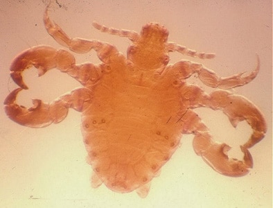 Figure B: Adult male of <em>P. pubis</em>.