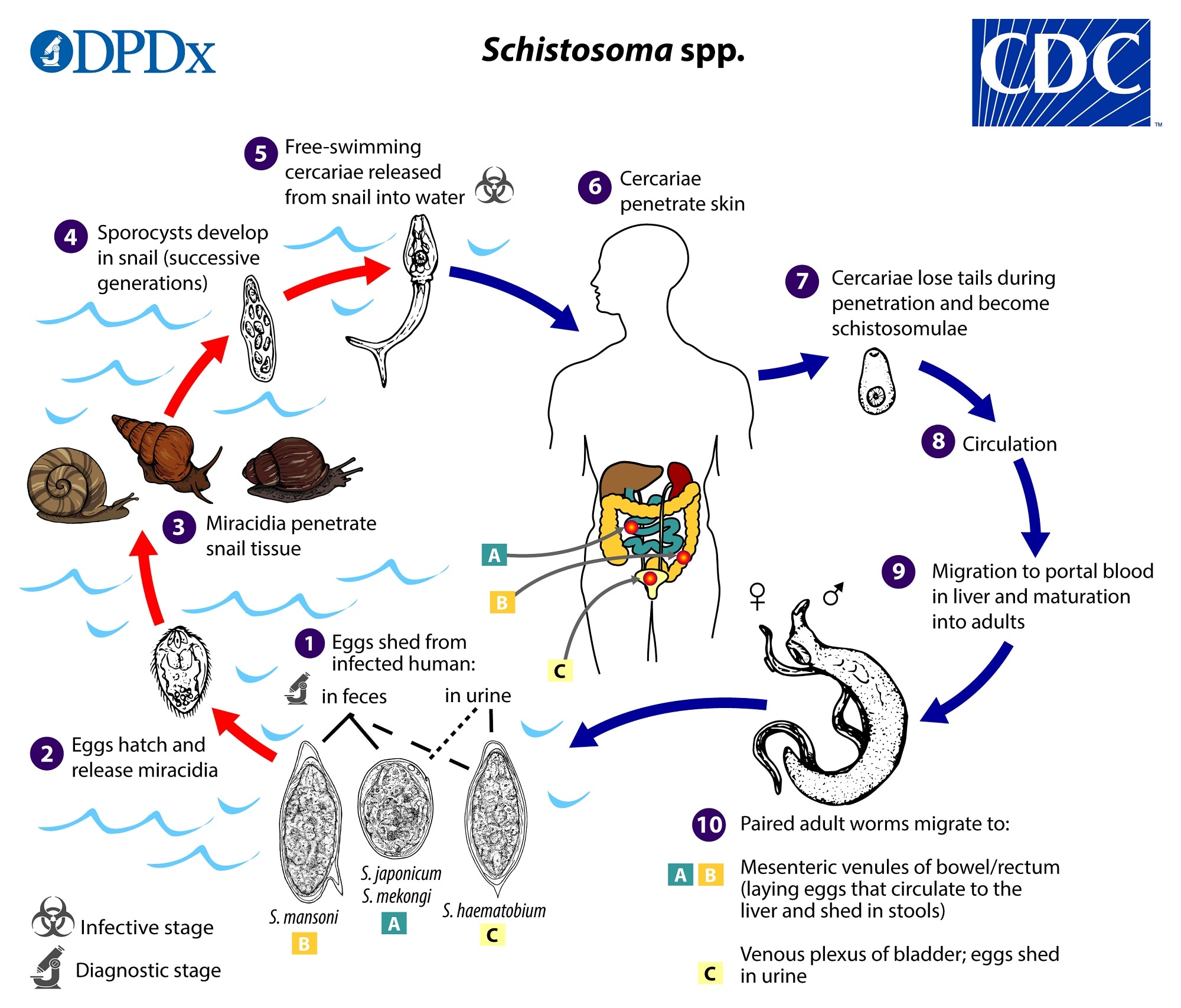 Schistosomiasis patológia