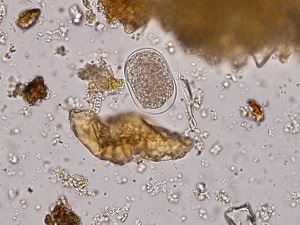 giardia parasite who a bél hiánya a szarvasmarha szalagféregben
