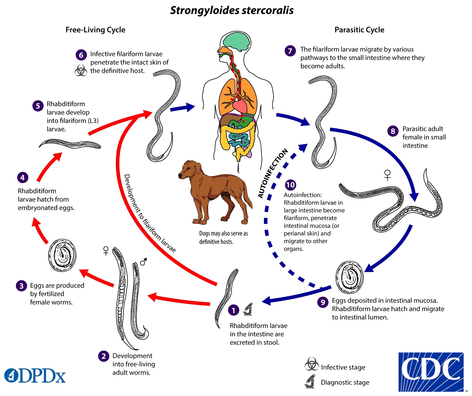Strongyloidosis tulajdonságai.