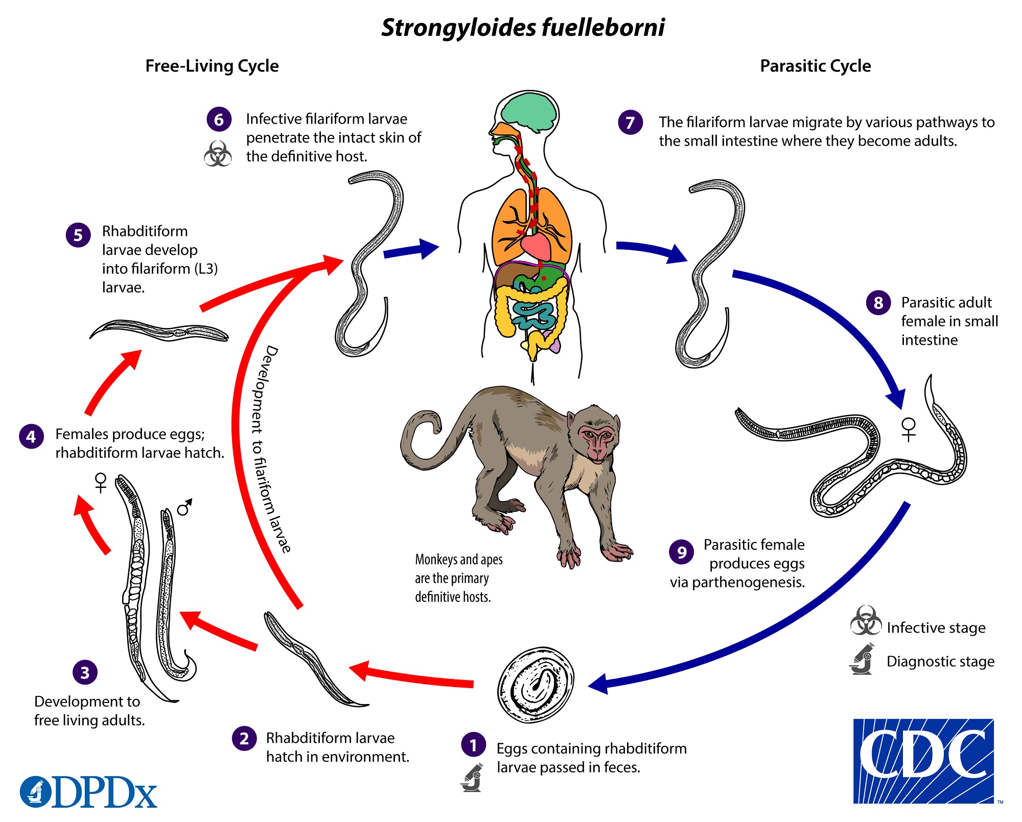 strongyloidosis széklet