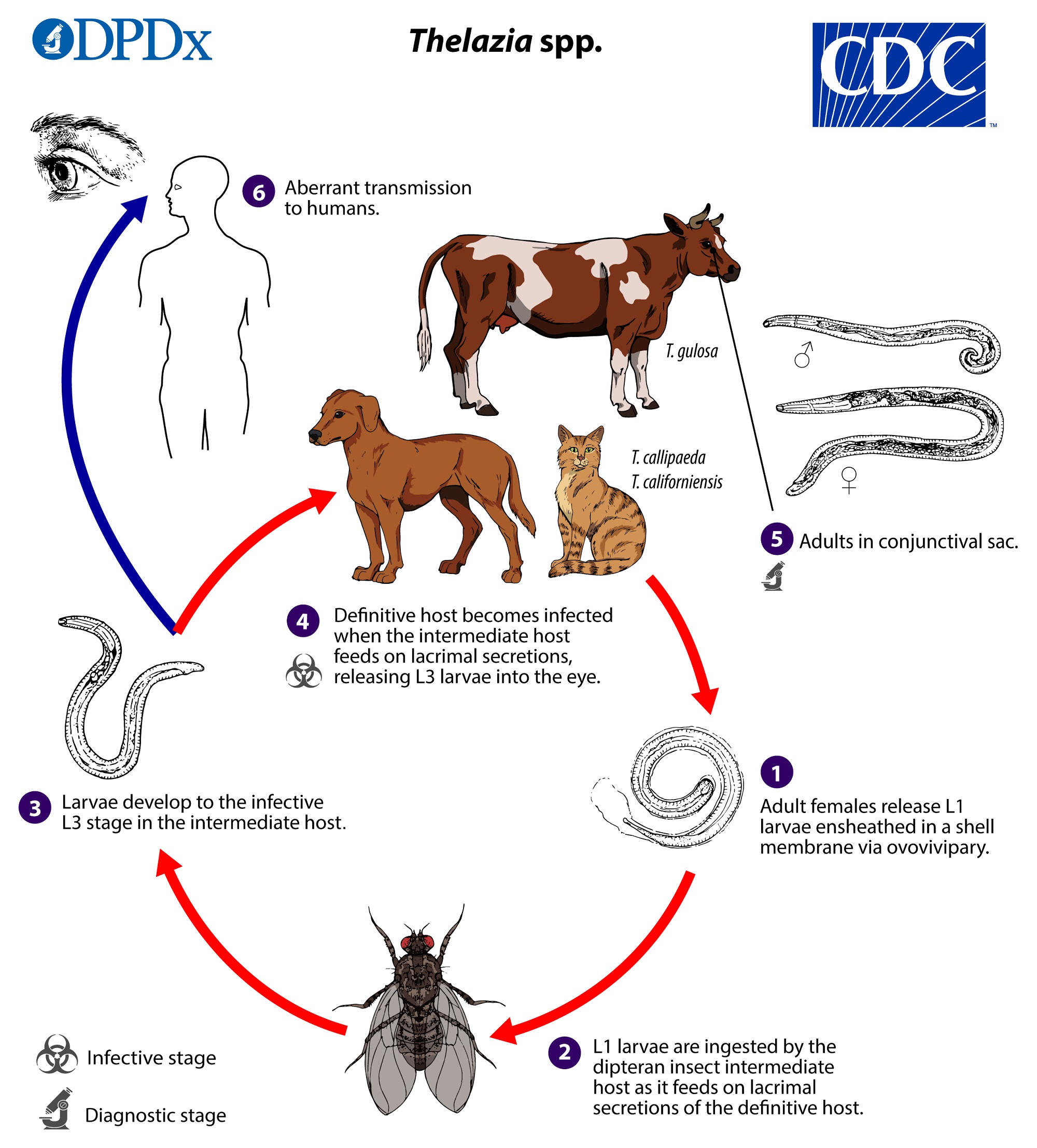 parasite in human eye