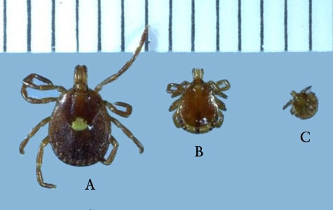 Figure A: Adult female (A), male (B), and nymph (C) of <em>A. americanum</em>. Notice the characteristic white spot on the female's dorsal shield. Image courtesy of James Occi.