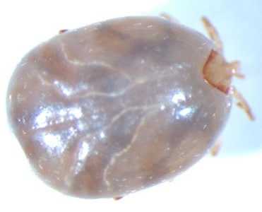 Figure D: Dorsal view of an engorged nymph of <em>Amblyomma</em> sp., collected on a patient with travel history to Peru. Notice the festoons are not visible in the specimen due to the engorged state. Images courtesy of the Washington State Public Health Laboratories.
