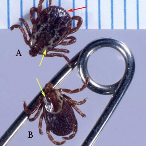 Figure A: Male (A) and female (B) of <em>D. variabilis</em>. Notice the ornate dorsal shields (yellow arrows), which on the male covers most of the tick's body. Also notice the presence of festoons (red arrow). Image courtesy of James Occi.