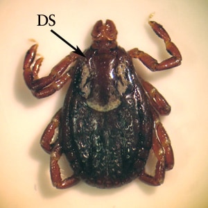 Figure B: Female specimen of <em>D. variabilis</em>. Notice the ornate dorsal shield (DS).