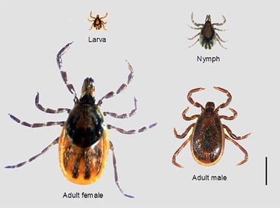 Figure B: Adult female, adult male, nymph and larva of <em>I. scapularis</em>. Image courtesy of Dr. Marc Dolan.