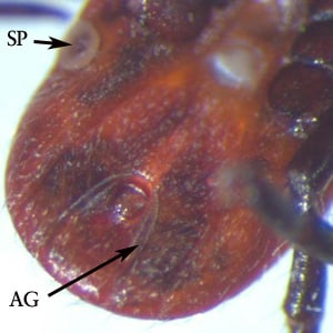 Figure D: Higher-magnification of the specimen in Figure C, showing a spiracular plate (SP) and the inverted, U-shaped anal groove (AG). Notice also the absence of festoons.
