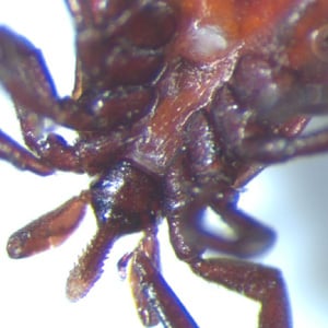 Figure F: Ventral view of the specimen in Figure C, showing a close-up of the anterior region.
