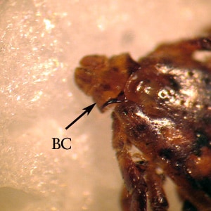 Figure C: Close-up of the specimen in Figure B. Notice the laterally-produced, angulate basis capituli (BC).