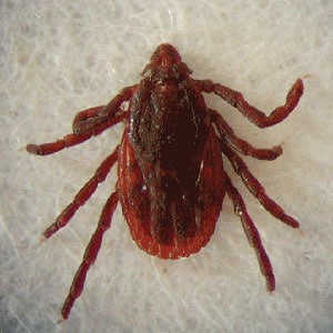 Figure A: Female of <em>R. sanguineus</em>.